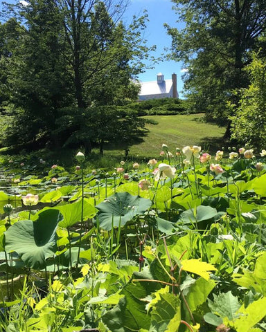 Lotus Flower Farm