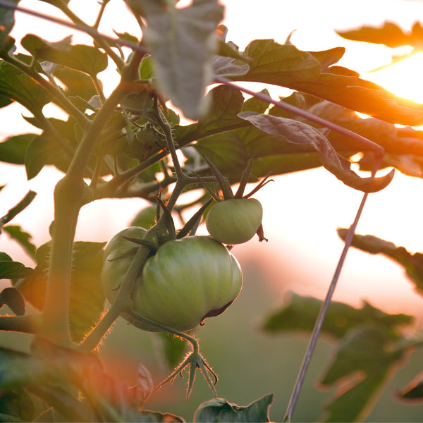 Q&A with Marie Krane: Growing Heirloom Tomatoes for Tomato Bliss-Tomato Bliss