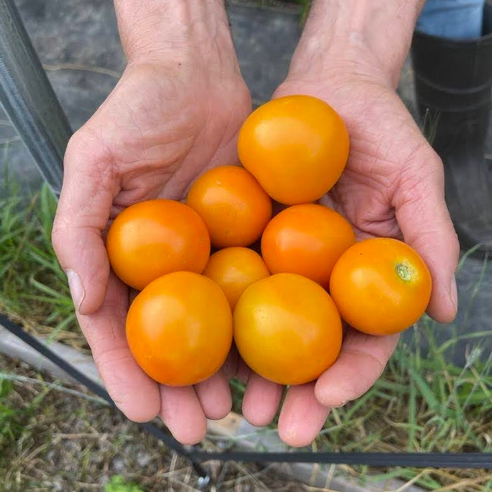 Masala Heirloom Tomato Sipping Soup 4-Pack – Tomato Bliss